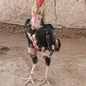 Хуруз, Бохтар (Курган-Тюбе)