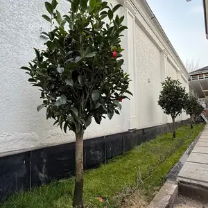 Камелия, Душанбе