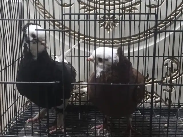 Кафтар, Файзабад