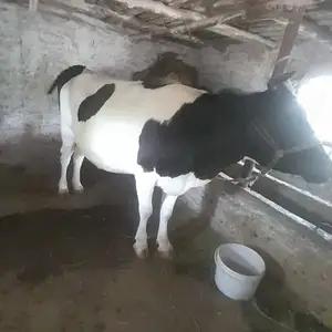 Гови ширте, Турсунзаде