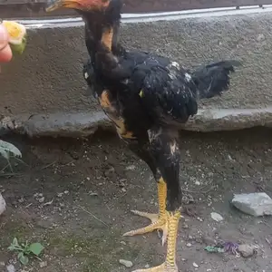 Чуча, Душанбе