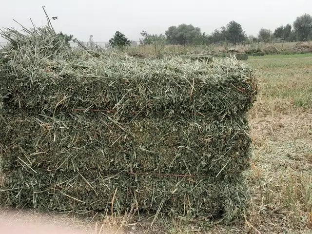 Прессованное сено, Душанбе