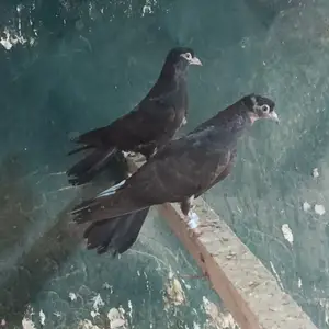 Кафтар, Бохтар (Курган-Тюбе)