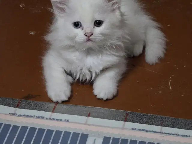 Шотландский котенок, Худжанд