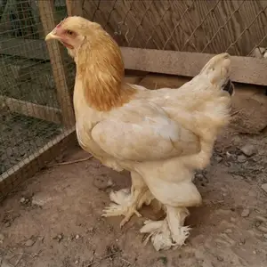 Мурги брама, Душанбе