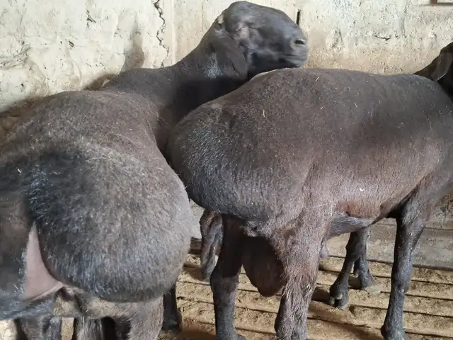 Гусфанд, Хуҷанд