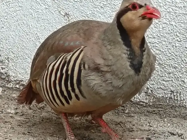 Кабк, Душанбе