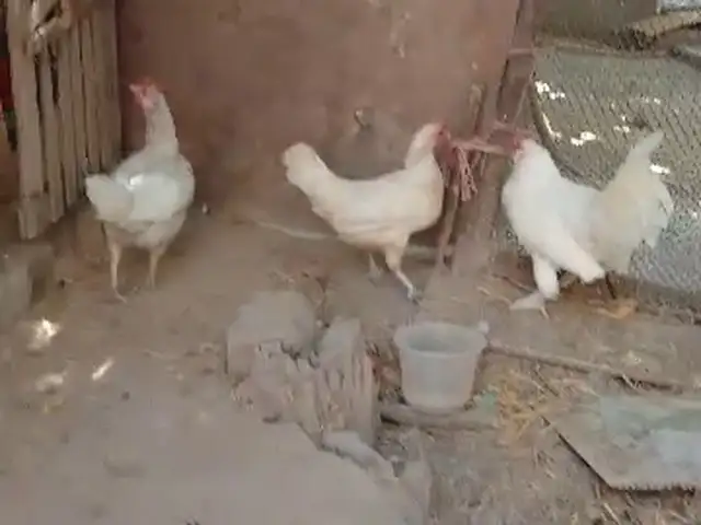 Мурги Японча, Ҳисор