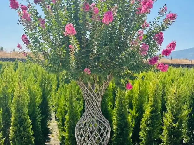 Сирень, Душанбе