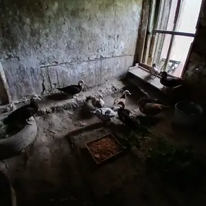Мург, Бободжон Гафуров