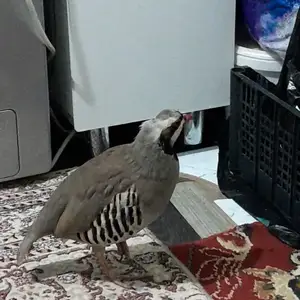 Кабк, Душанбе