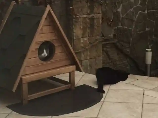 Домик для котят, Душанбе