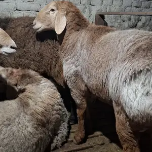 Гусфанд, Худжанд