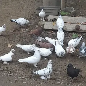 Кафтар, Душанбе