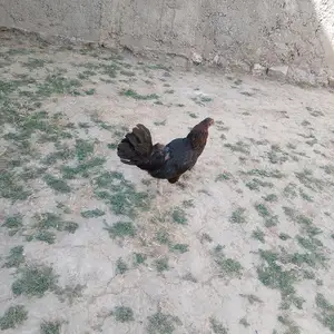 Мурги точики, Душанбе