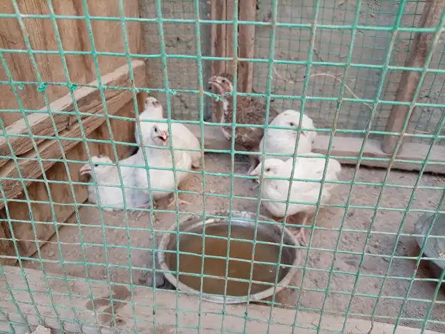 Будана, Шахритус