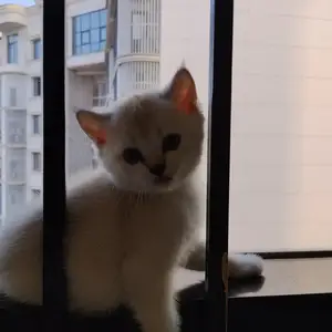 Котята, Душанбе
