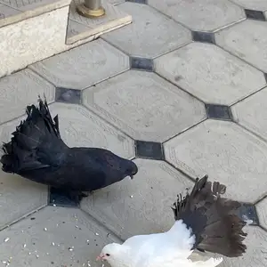 Кафтар, Паулин, Худжанд