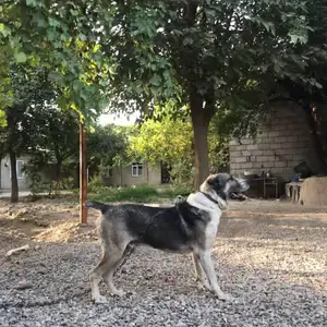 Алабай, Душанбе