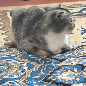 Кошка, Бохтар (Курган-Тюбе)