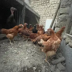 Чуча, Бобоҷон Ғафуров