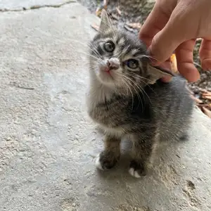 Кошка, Душанбе