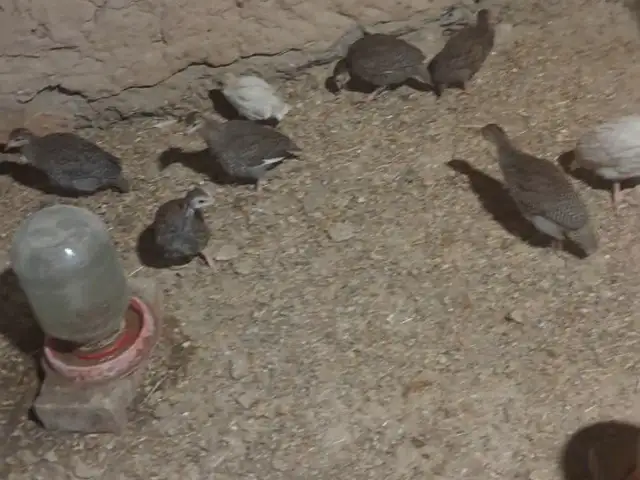 Чучаи цесарка, Душанбе