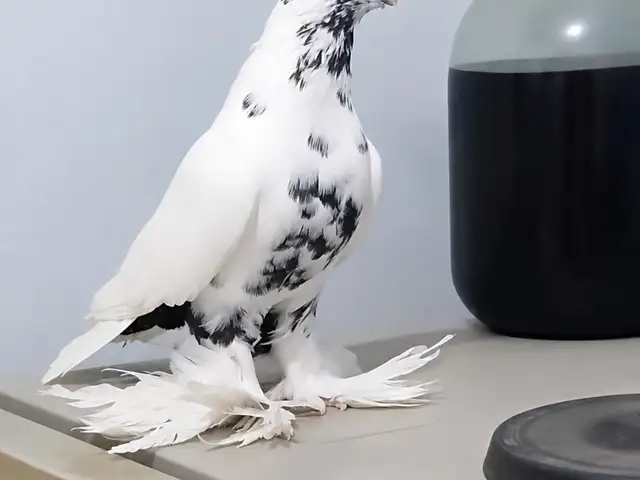 Кафтар, Турсунзода
