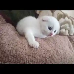 Котенок, Душанбе