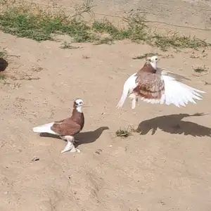 Кафтар, Душанбе