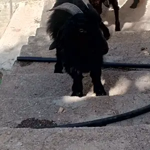 Буз, Душанбе
