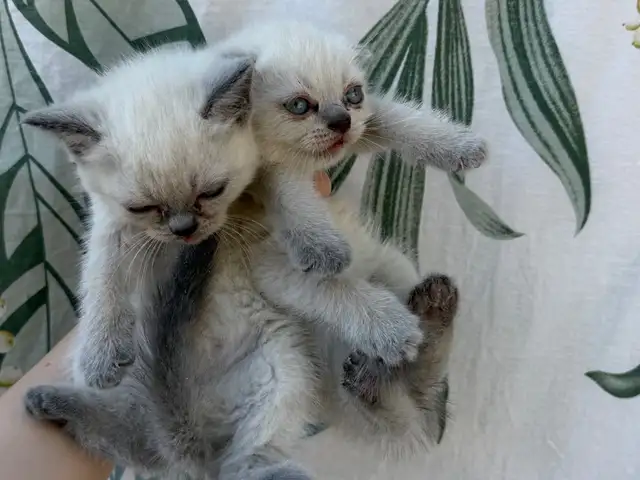 Котята, Худжанд