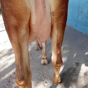 Гови ширтt, Душанбе