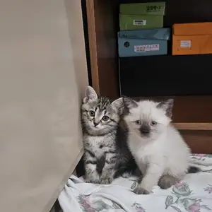 Тайские котята, Душанбе