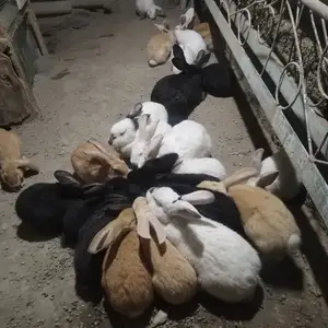 Кролики бургундские, Худжанд