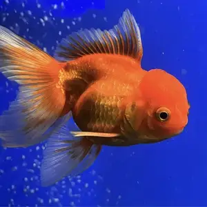 Оранда красная, Душанбе