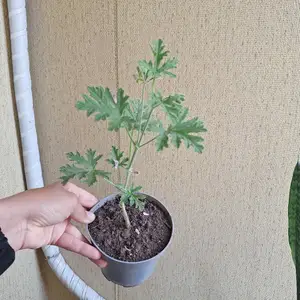 Герана цветная, Душанбе