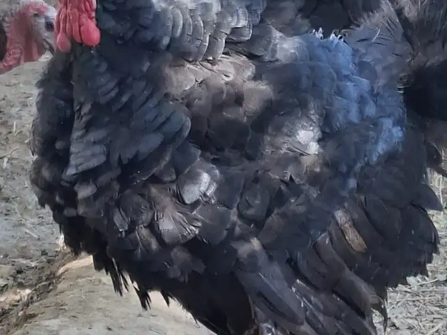 Индюк, Бобоҷон Ғафуров