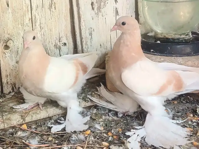 Кафтар, Ҳисор