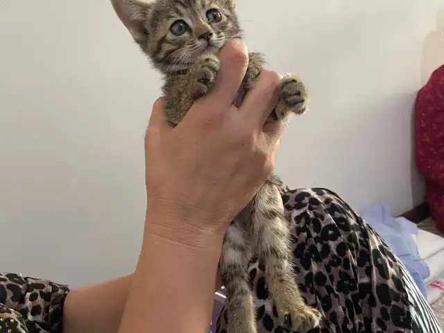 Котик, Душанбе