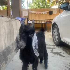 Бузгола, Душанбе