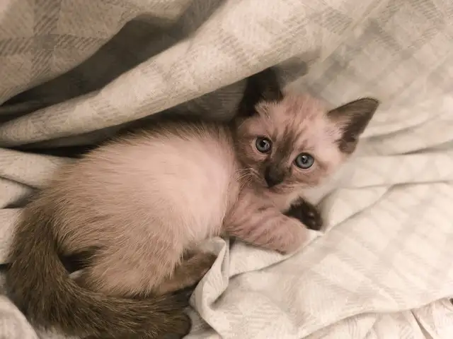 Сиамские котята, Душанбе - 3