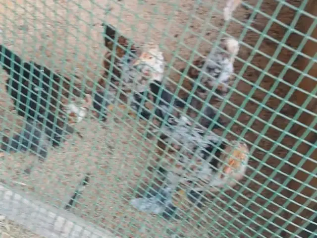 Мургхо, Турсунзода