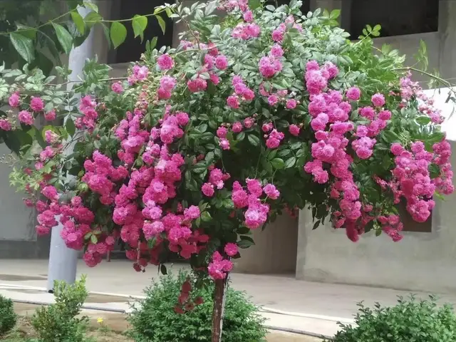 Штамбовая роза, Душанбе