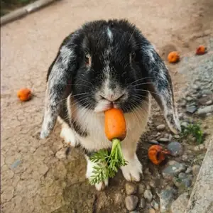 Харгуш, Турсунзаде
