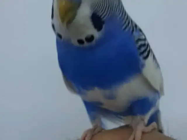Попугай, Душанбе