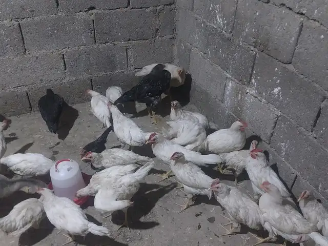 Хурузчаҳойи сафед, Ҳисор