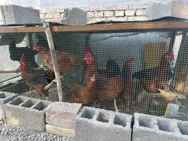 Мург, Худжанд