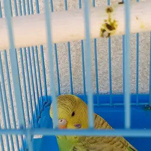 Попугай, Душанбе