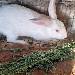 Кролик Хиколь, Худжанд